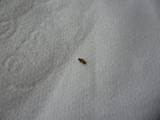 Uk Household Pest Identification Photos