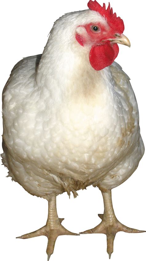 Collection Of Hq Chicken Png Pluspng