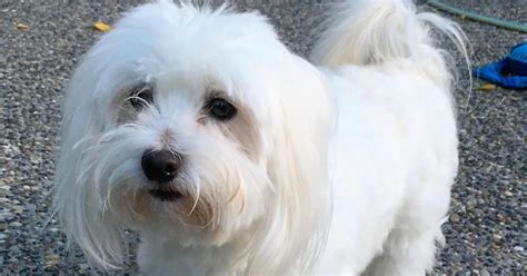 Coton De Tulear Haircut What Hairstyle Should I Get