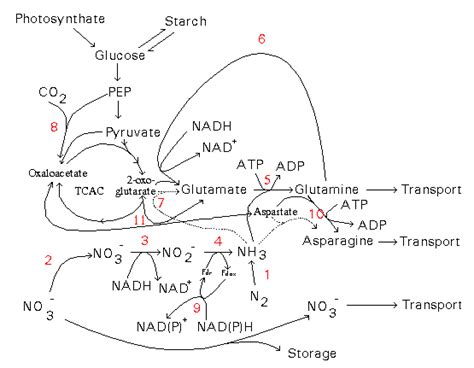 Pathways Of Nitrogen Assimilation In Roots Utilization Of Nitrogen By