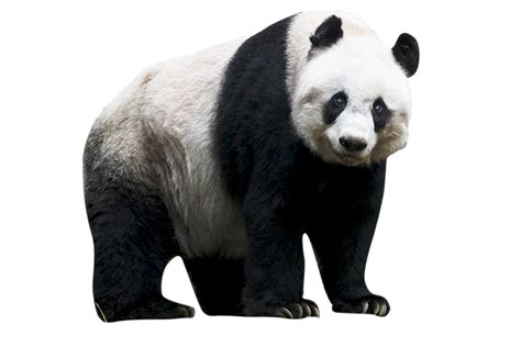 Giant Pandas Png Isolated Photo Png Mart