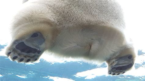 Polar Bear Paws And Butt Backiee