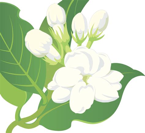 Collection of Mogra Flower PNG. | PlusPNG