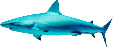 Shark Png Transparent Image Download Size 900x393px