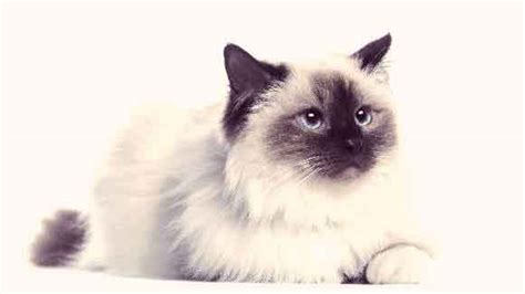 6 Of The Most Pet Able Fluffy Cats Petcarerx