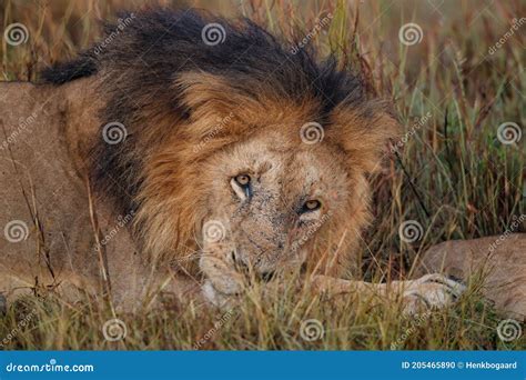 Lion Male Is Waiting To Continue Mating With The Lioness Stock Photo