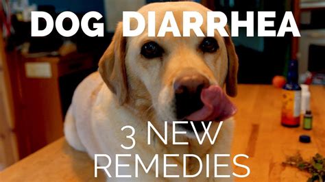 3 New Remedies For Dog Diarrhea Youtube