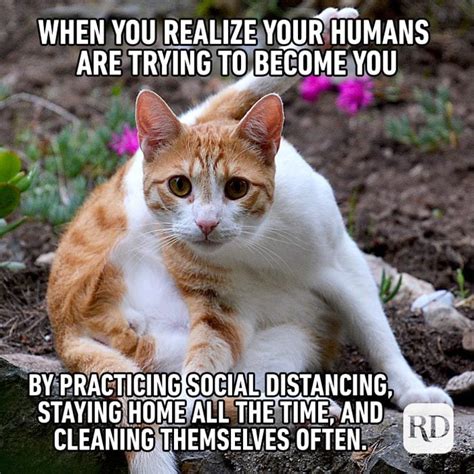 60 Cat Memes Youll Laugh At Every Time Readers Digest