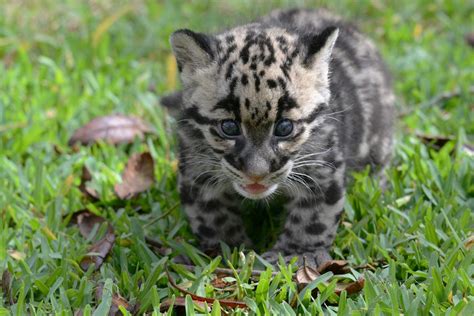 Its What Cuteness Is Made Of Baby Clouded Leopard Tummy Time