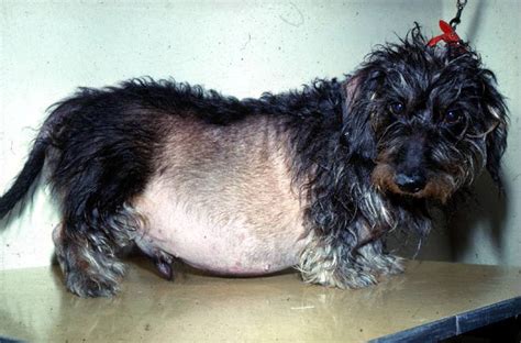 Cushings Disease In Dogs Symptoms Causes And Treatments