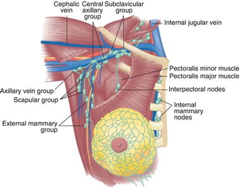 The four quadrants are upper lateral, upper medial, lower medial, and lower lateral quadrants. The Breast Anatomy