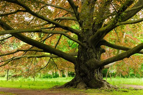 The Most Beautiful Trees In The World Breathtaking Images