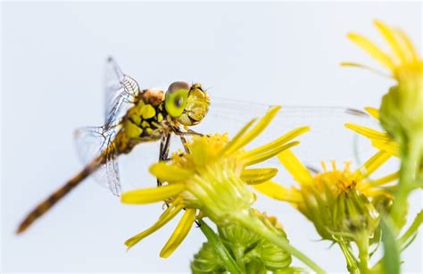 Premium Photo Amazing Macro Shot Of A Dragonfly On A Flower