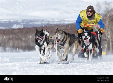 Running Sled Dog Team Kamchatka Musher On Sled Dog Race Beringia