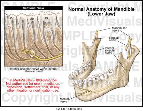 Normal Anatomy Of Mandible Lower Jaw Medical Illustration
