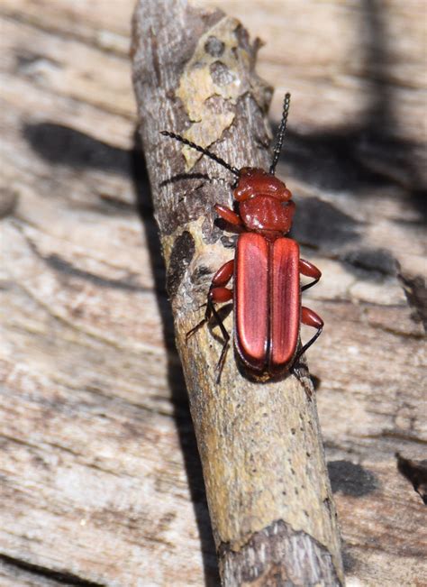 What Bright Red Beetle Bug Just Flew By On A Warm Spring Day In The