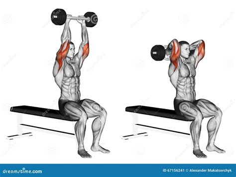 Exercising Olympic Tricep Bar Extension Stock Illustration