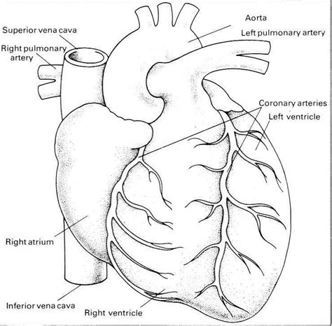 On the other hand, viewing it from underside, reveals that there are four lobes of. Heart Disease Drawing at GetDrawings | Free download
