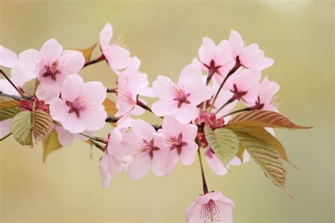 Cherry Blossom These 20 Weird Facts About Japanese Cherry Blossom