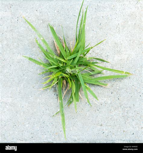 Green Grass On Concrete Background Stock Photo Alamy