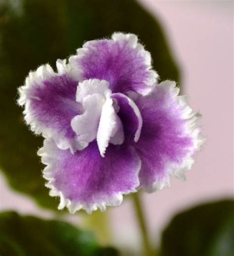 Party Lace Semi Miniature African Violet Flower African Violets