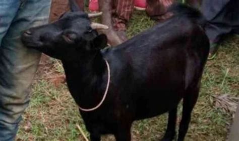 Man Who Cant Get A Girlfriend Accused Of Raping A Nanny Goat World