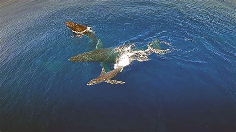 humpback whales photographed underwater and from a drone beautiful ocean pictures whale