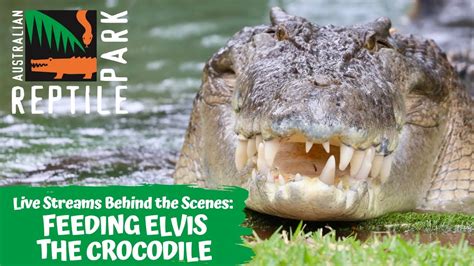 Feeding Elvis The Crocodile Go Inside His Enclosure Australian