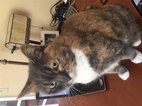 Lost Cat Unknown In Hopkinton Ma Lost My Kitty