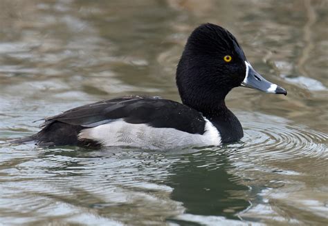 Ring Necked Duck By Tony Hovell Birdguides