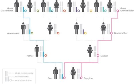 Pin On Dna Inheritance Charts For Genetic Genealogy
