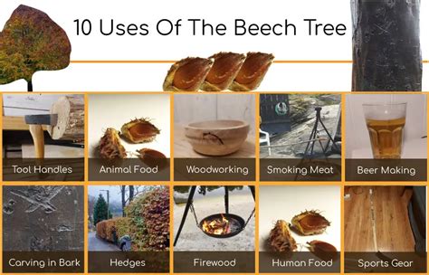 The Beech Tree 10 Amazing Uses With Infographic Mainly Woodwork