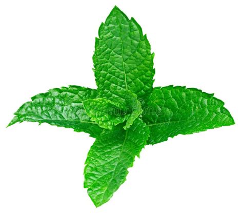 Mint Leaves Isolated Stock Photo Image Of Ingredient 130241668