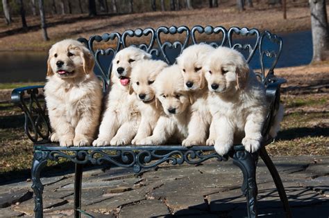 Your puppy won't reach maturity all at once. 9 Reasons You Should Date Someone With A Golden Retrievers ...