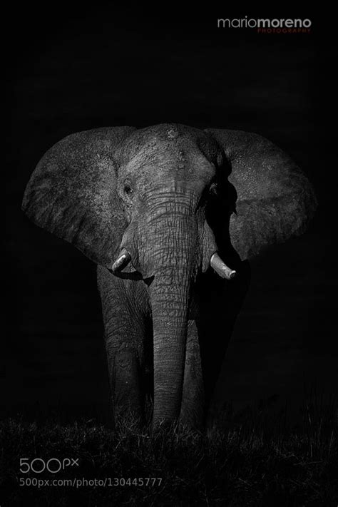 A Giant In The Dark Ii Bull Elephant Elephant Animals Beautiful