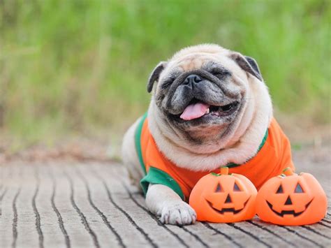 Doggie Trick Or Treating Returns To Dogma Bakery In Shirlington
