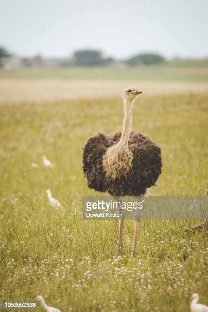 Ostrich Head In Ground Photos And Premium High Res Pictures Getty Images