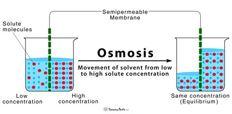 osmosis definition and how does it occur with diagram