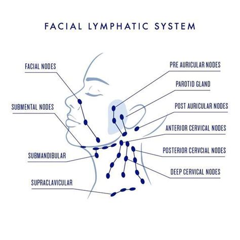 Facial Lymphatic System Lymphatic Drainage Face Lymphatic Drainage