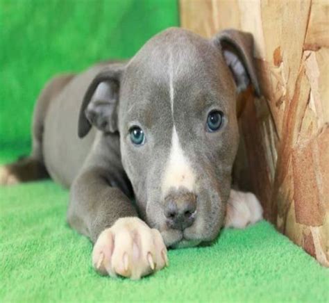 While the prices for a 'normal' american pit bull terrier. Blue Nose PitBull - 15 Interesting Facts About this Dog