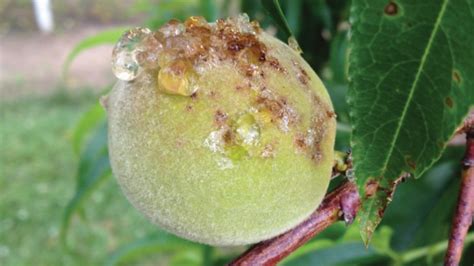 Ripe fruit rot is probably the most disappointing apricot tree disease. How To Keep Your Stone Fruit From Being "Xapped" By ...