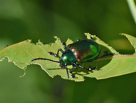 Beetle 727a 4715 Chrysochus Auratus Bugguidenet