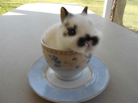 Baby Rabbit Teacup Cuteness Tea Cups Cute Rabbit