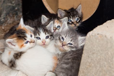 Helping Stray Cats With Kittens Catwatch Newsletter