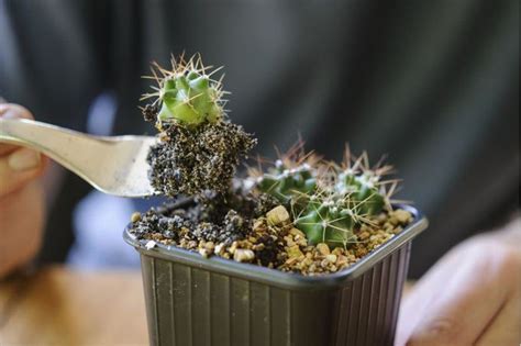How To Grow Cactus Plants From Seed How To Grow Cactus Growing