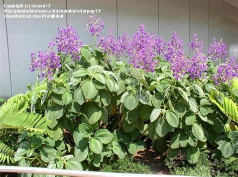 Tibouchina heteromalla (silverleafed princess flower). PlantFiles Pictures: Silver Leafed Princess Flower, Large ...