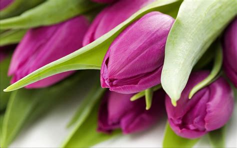 Purple Tulips Images Free Hd Desktop Wallpapers 4k Hd