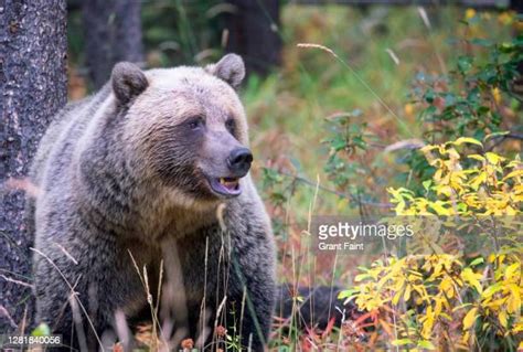 Angry Grizzly Bear Photos And Premium High Res Pictures Getty Images