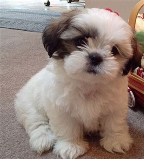 Gallery For Light Brown And White Shih Tzu Puppies