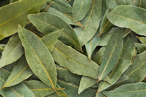 What Are Bay Leaves—and Do They Really Do Anything